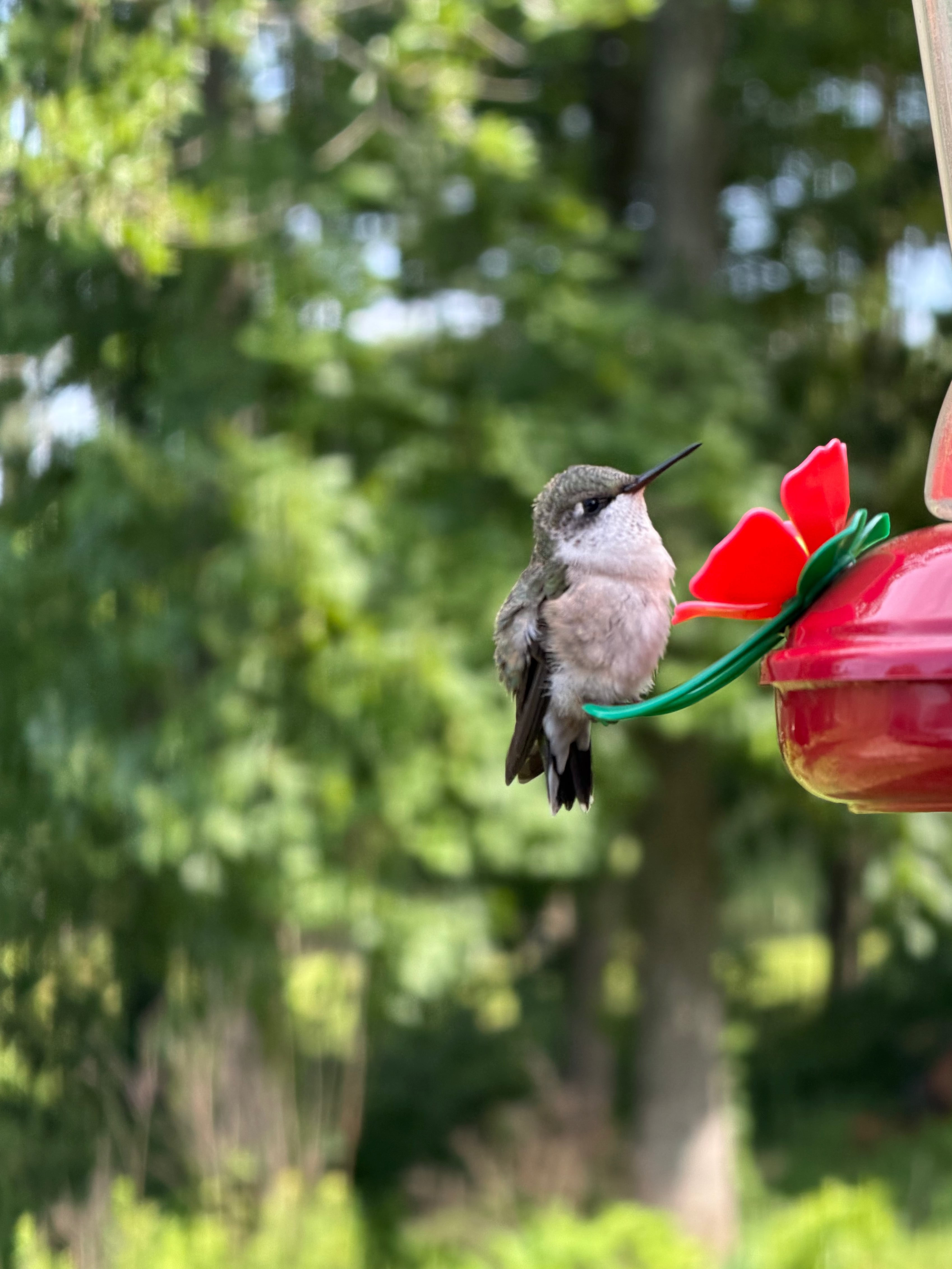 Mississippi hummingbird
